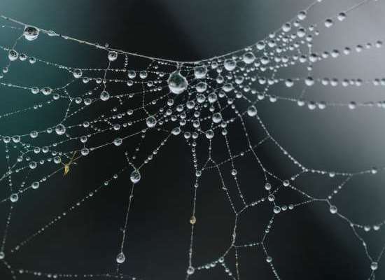Web